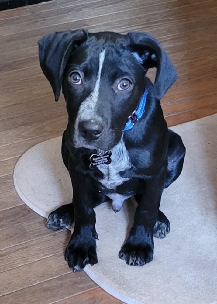 Banjo