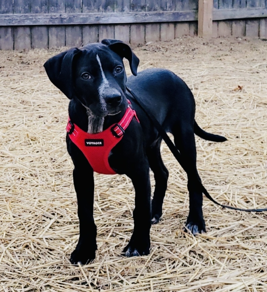 Banjo