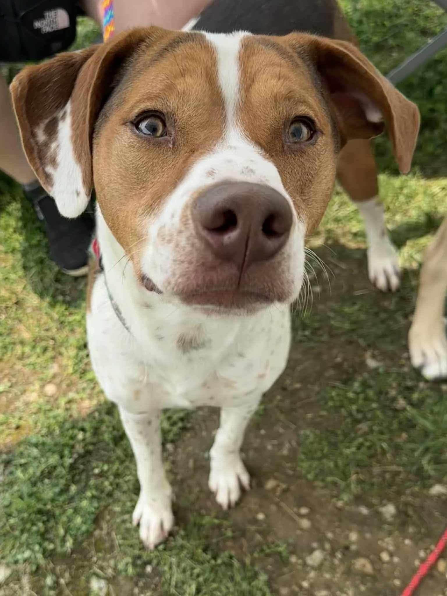Bacon Bit