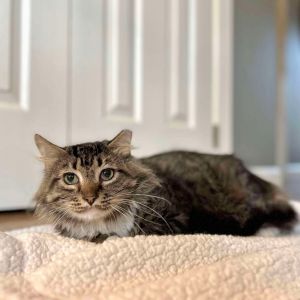 Toby, Young Male Domestic Long Hair