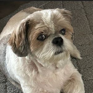 Cocoa, Senior Male Lhasa Apso