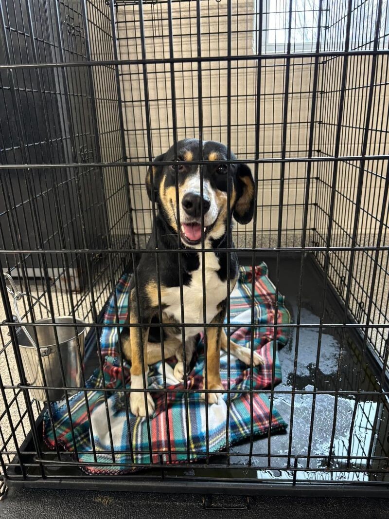 Forest, an adoptable Entlebucher, Mixed Breed in Georgetown, OH, 45121 | Photo Image 1