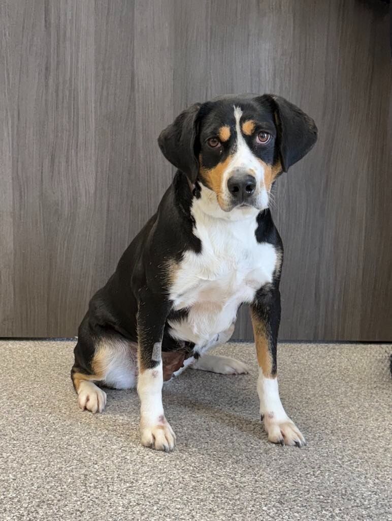 Meadow, an adoptable Entlebucher, Mixed Breed in Georgetown, OH, 45121 | Photo Image 1