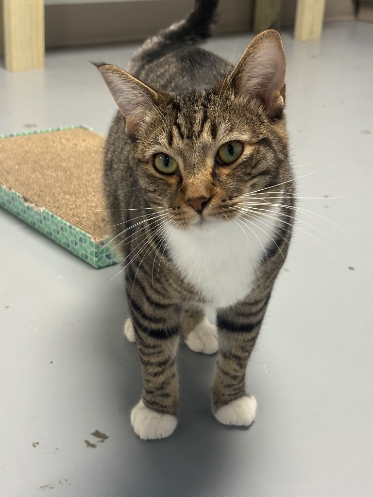 Zak, an adoptable Domestic Short Hair in Batesville, AR, 72501 | Photo Image 1