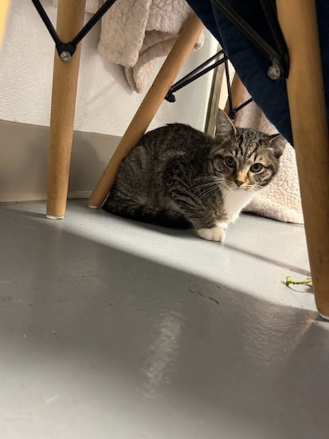 Zak, an adoptable Domestic Short Hair in Batesville, AR, 72501 | Photo Image 2