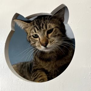 Dash, Adult Male Domestic Short Hair
