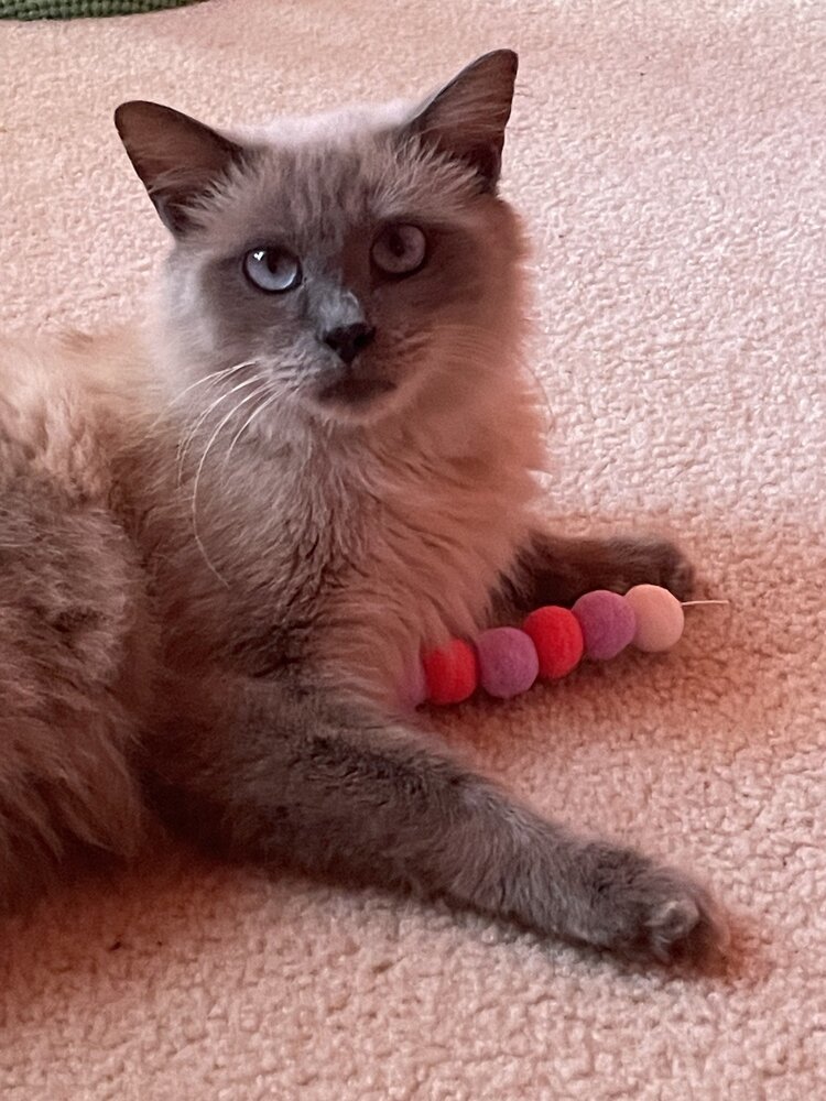 Salt, an adoptable Siamese, Balinese in Austin, TX, 78711 | Photo Image 1