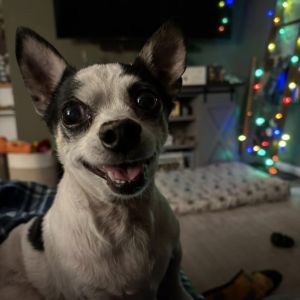 Poco, Senior Male unknown