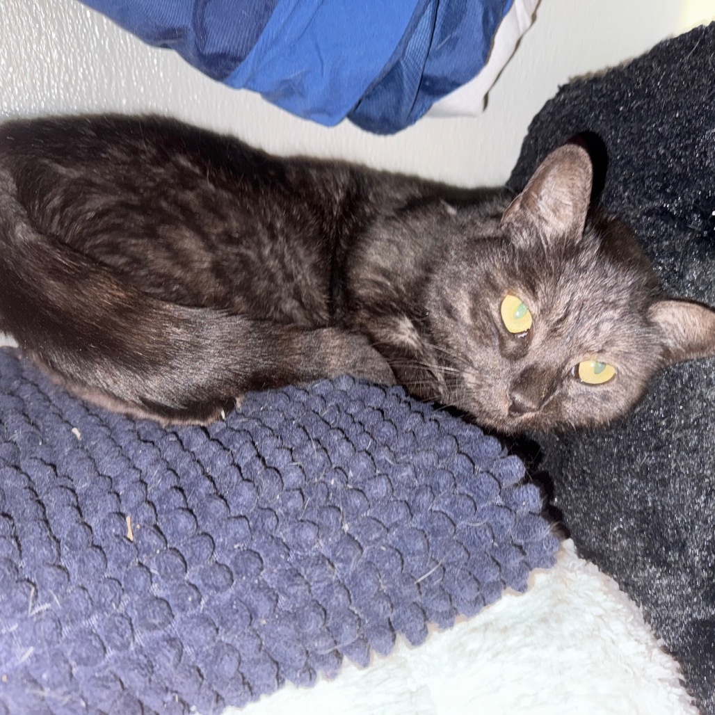Cora