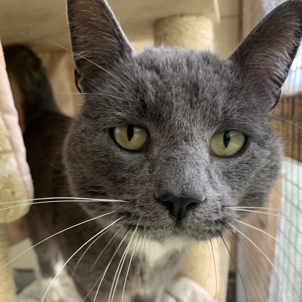 Chico, an adoptable Domestic Short Hair in Fort Bragg, CA, 95437 | Photo Image 1