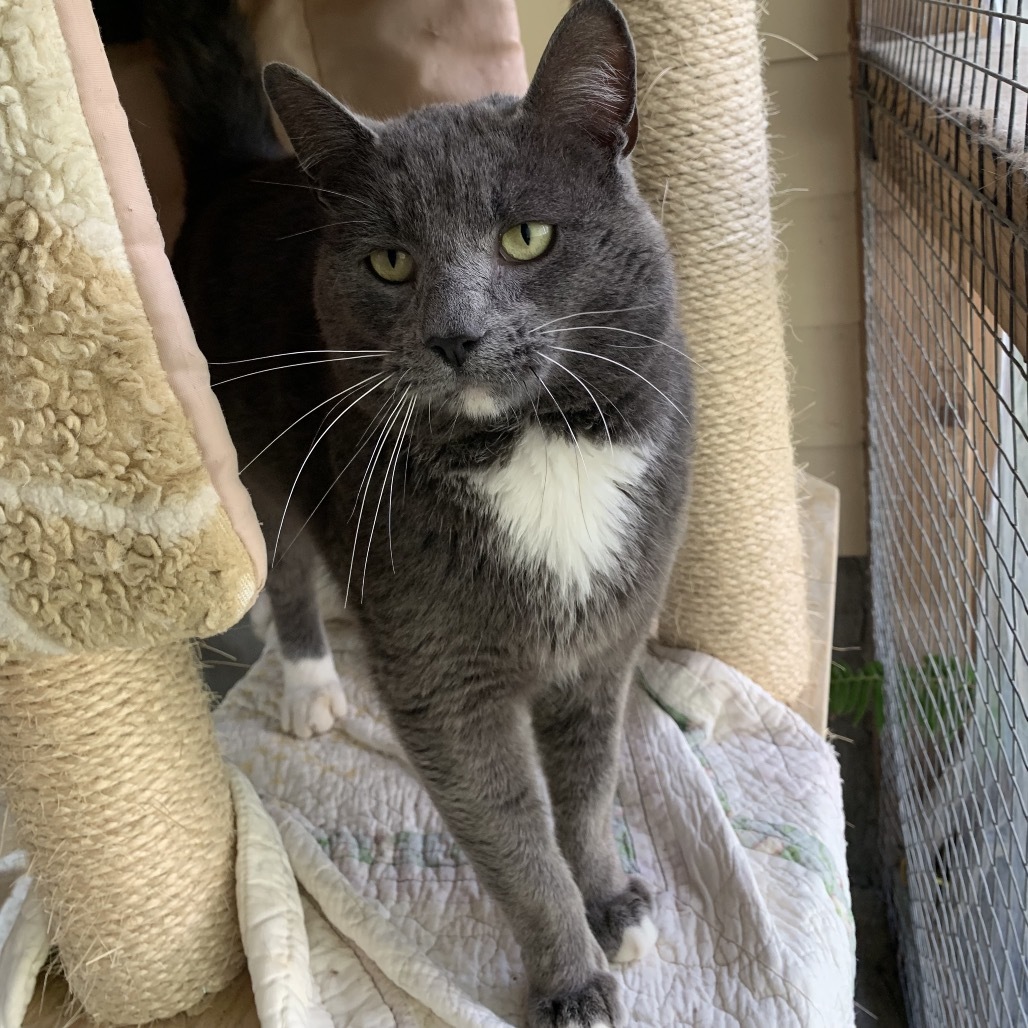 Chico, an adoptable Domestic Short Hair in Fort Bragg, CA, 95437 | Photo Image 3