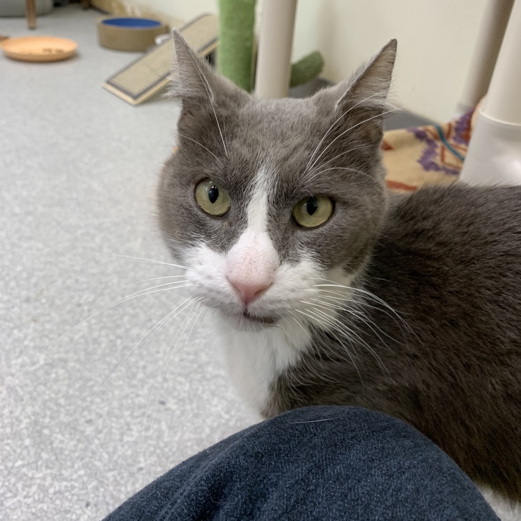 Cory, an adoptable Domestic Short Hair in Fort Bragg, CA, 95437 | Photo Image 1
