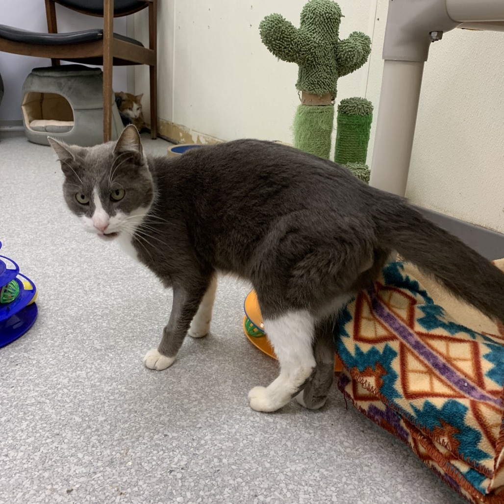 Cory, an adoptable Domestic Short Hair in Fort Bragg, CA, 95437 | Photo Image 2