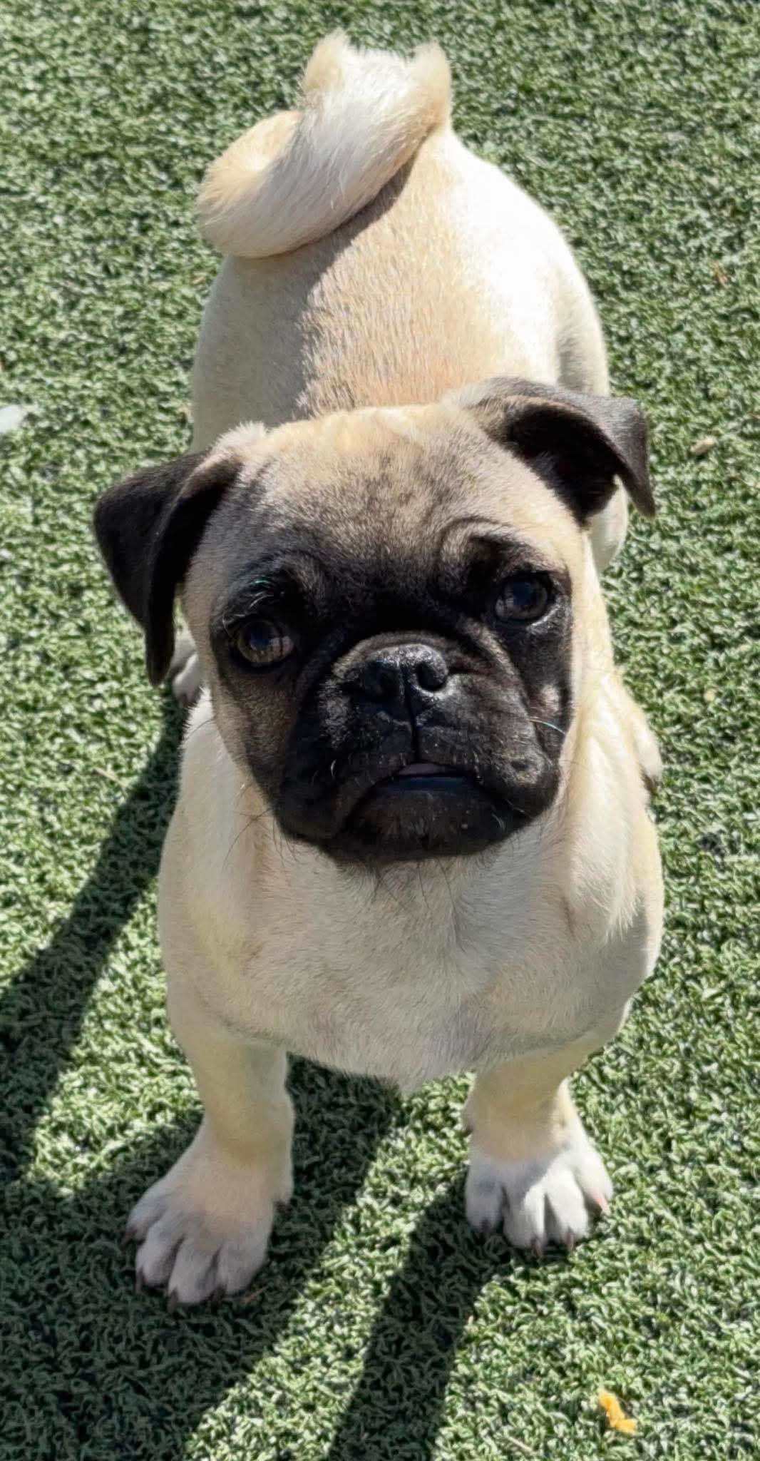 Oswald