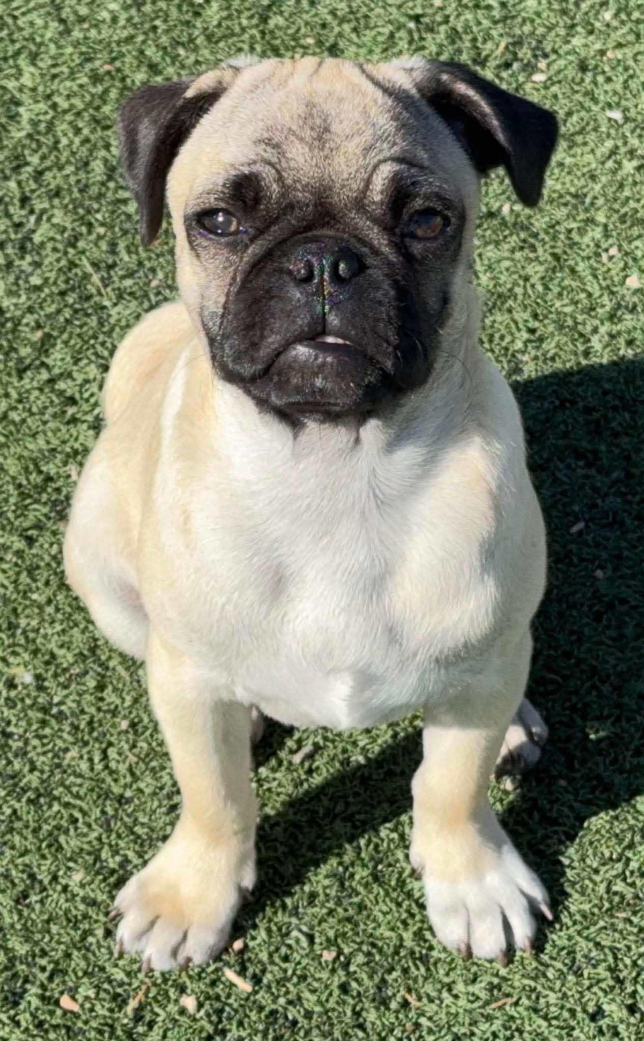 Oswald