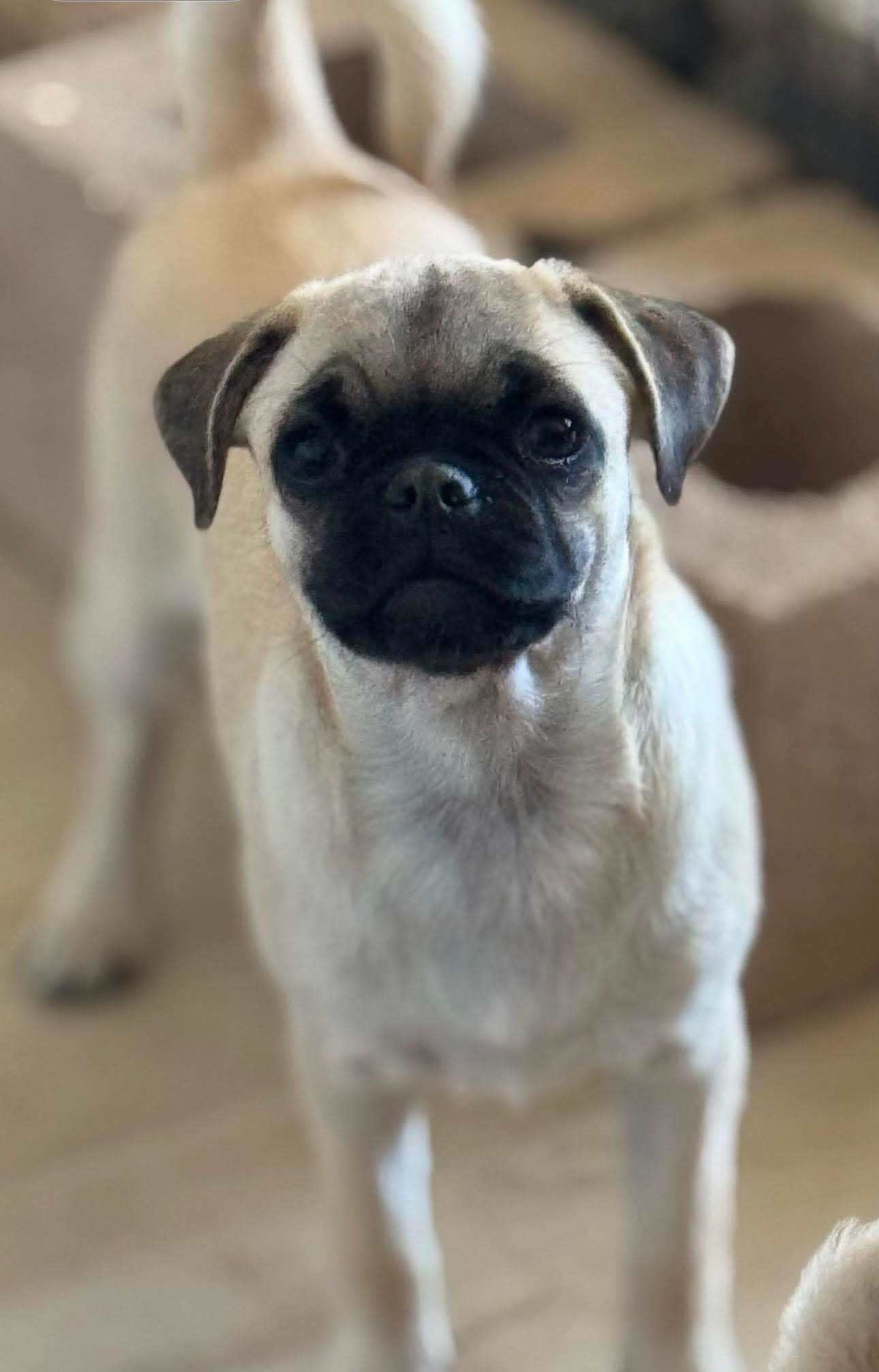 Oscar