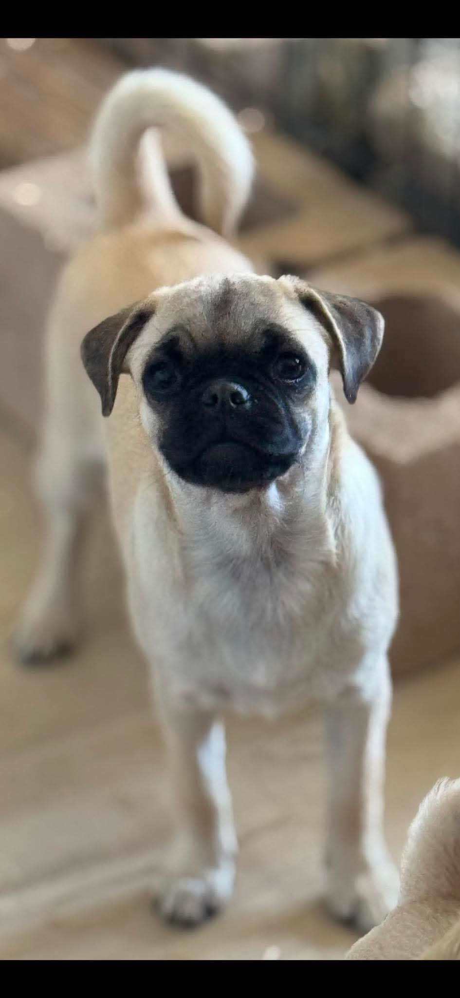 Oscar