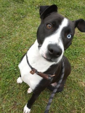 Ford, Young Male Mixed Breed