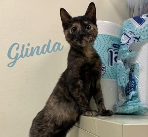 Glinda #good-witch Tortoiseshell Cat