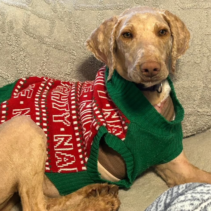 Melissa Erin, an adoptable Goldendoodle in Louisville, KY, 40206 | Photo Image 1