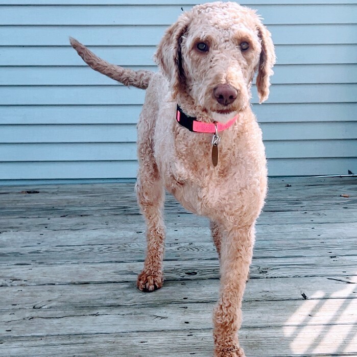 Melissa Erin, an adoptable Goldendoodle in Louisville, KY, 40206 | Photo Image 1
