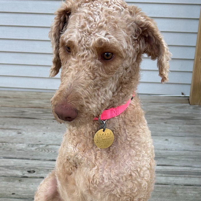 Melissa Erin, an adoptable Goldendoodle in Louisville, KY, 40206 | Photo Image 2