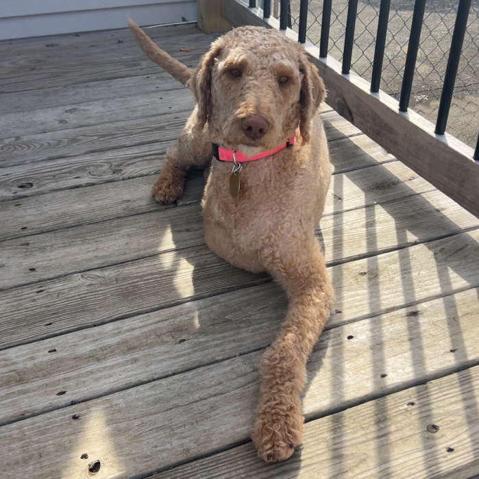 Melissa Erin, an adoptable Goldendoodle in Louisville, KY, 40206 | Photo Image 3
