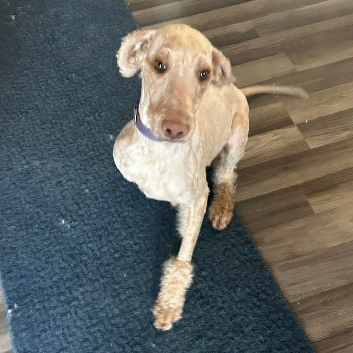 Melissa Erin, an adoptable Goldendoodle in Louisville, KY, 40206 | Photo Image 5