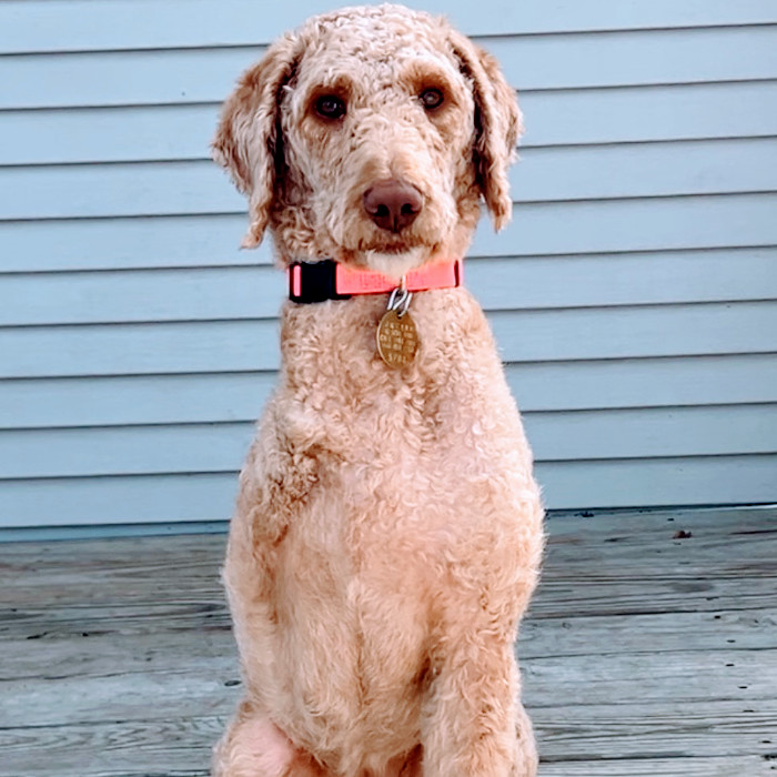 Melissa Erin, an adoptable Goldendoodle in Louisville, KY, 40206 | Photo Image 5