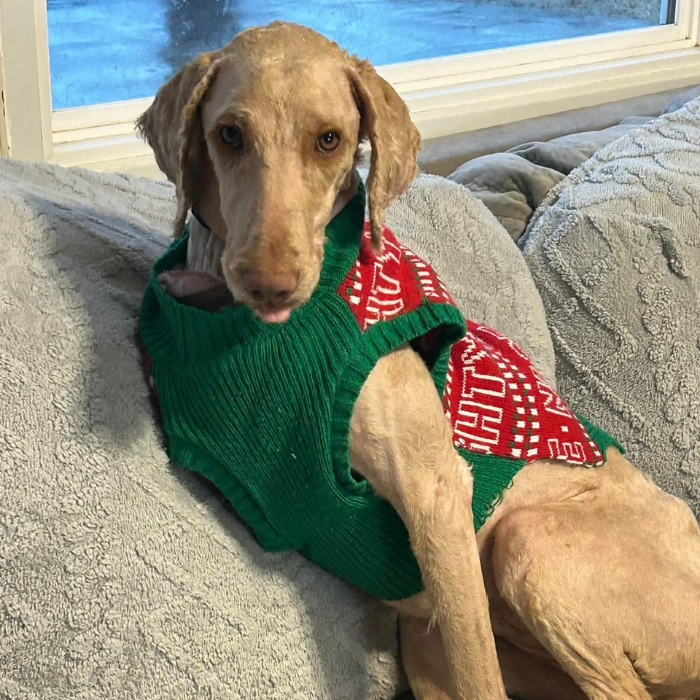 Melissa Erin, an adoptable Goldendoodle in Louisville, KY, 40206 | Photo Image 6