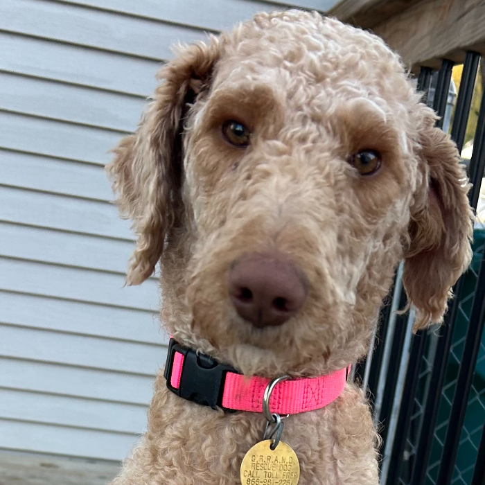 Melissa Erin, an adoptable Goldendoodle in Louisville, KY, 40206 | Photo Image 6