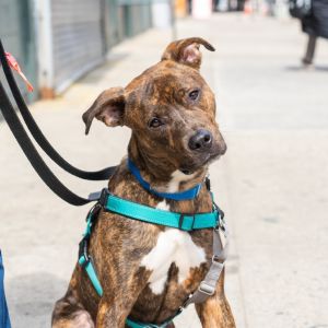 Mario was found as a stray on the streets of NYC This terrified boy was trembling when he was caugh