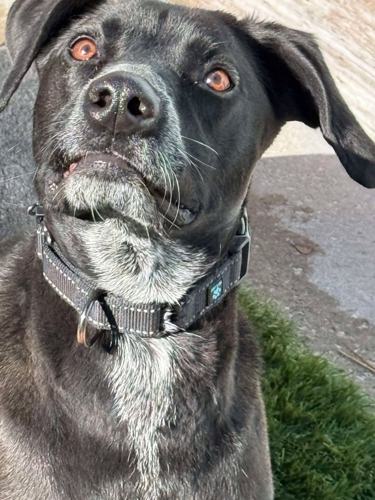 Duke