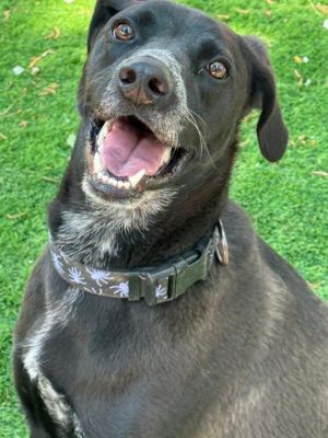I was a stray puppy found in Richmond County and turned into the local animal shelter Hands to Paws