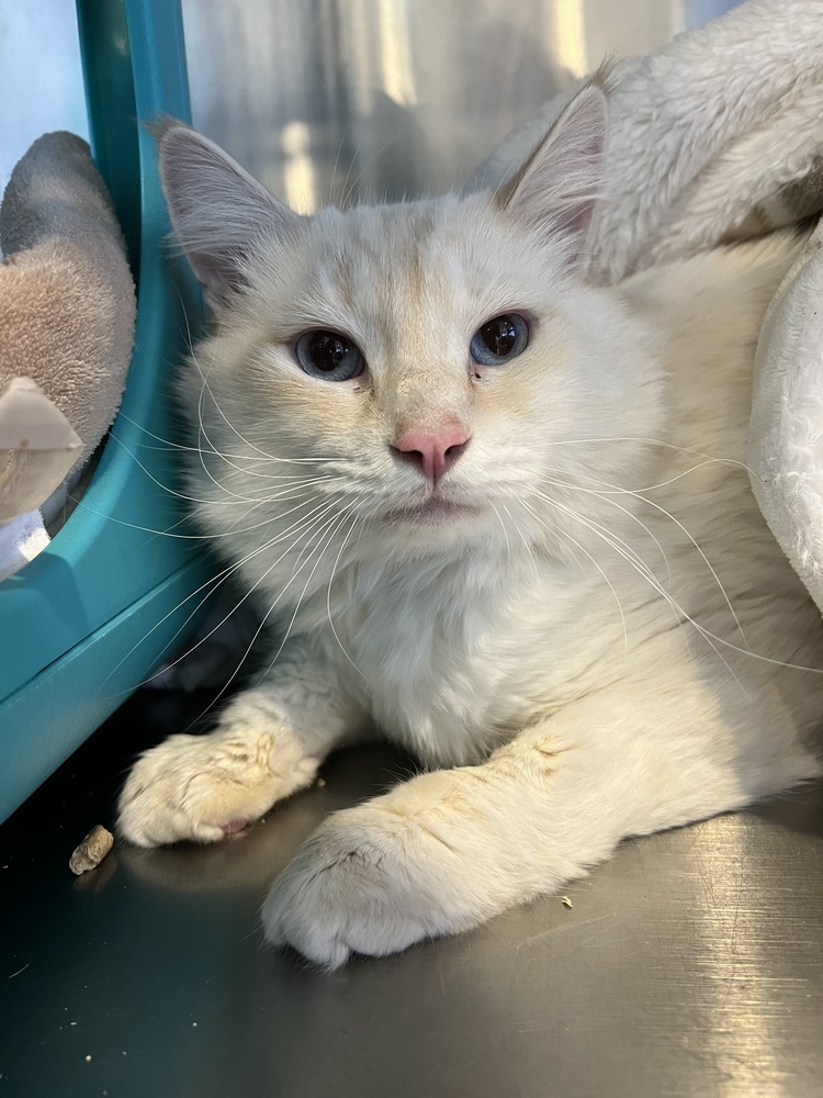 Zephyr, an adoptable Birman in Oakdale, CA, 95361 | Photo Image 1