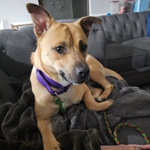 Lady Lo Mein, Adult Female Mixed Breed