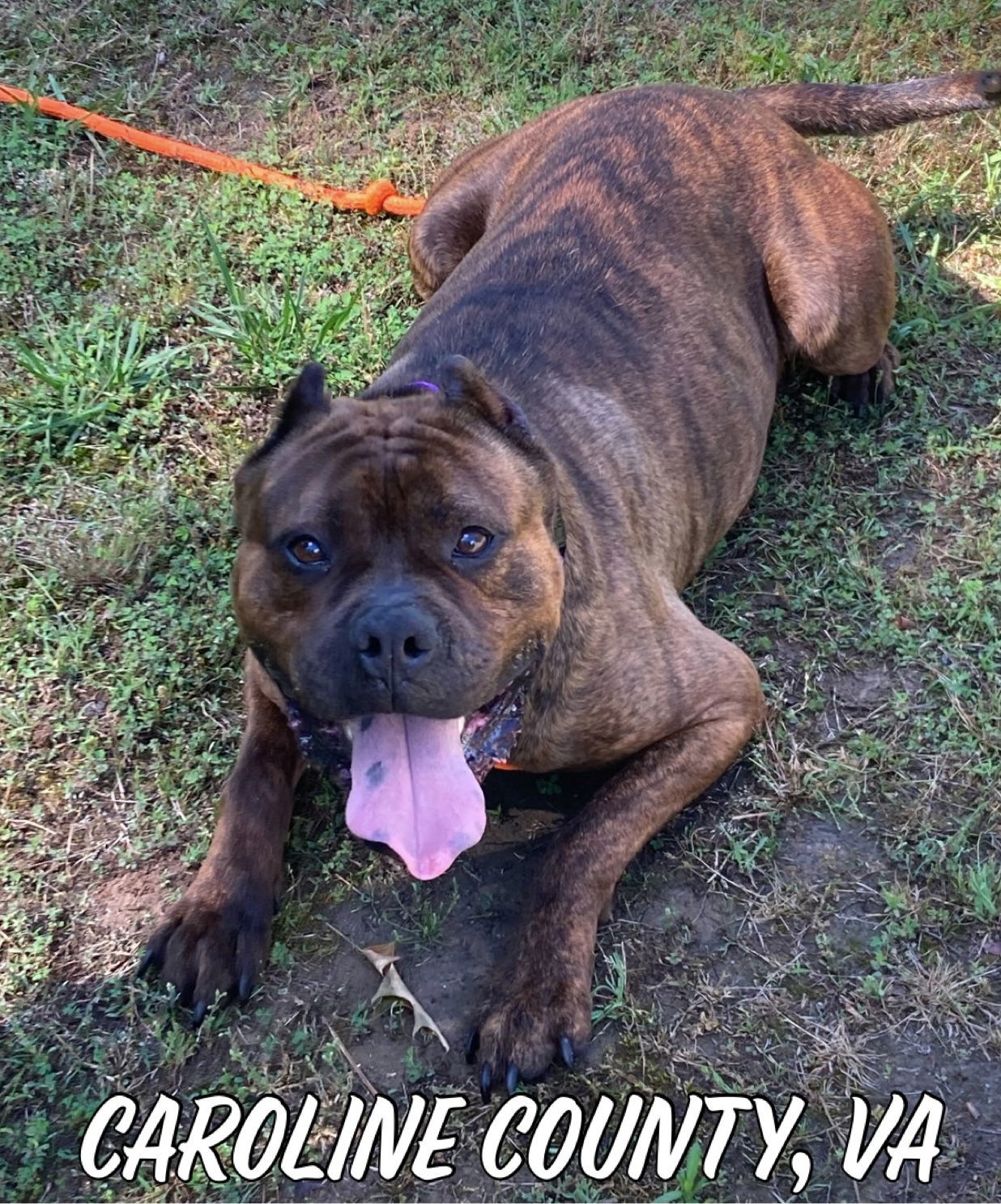 Sully, an adoptable Bullmastiff, Staffordshire Bull Terrier in Spotsylvania, VA, 22553 | Photo Image 1
