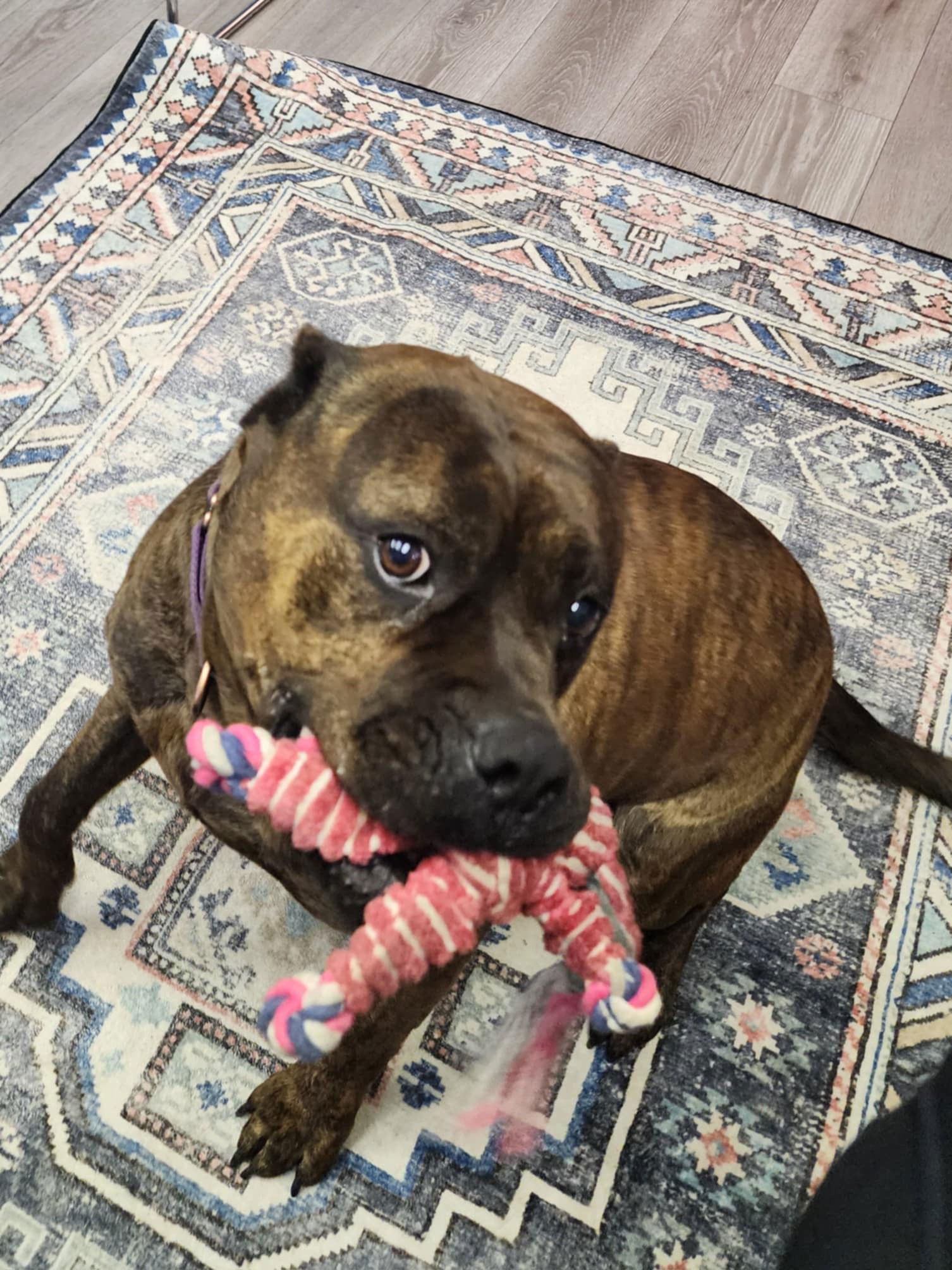 Sully, an adoptable Bullmastiff, Staffordshire Bull Terrier in Spotsylvania, VA, 22553 | Photo Image 2