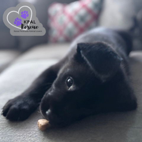 Torino - Classic Cars Litter, an adoptable Mixed Breed in Kenai, AK, 99611 | Photo Image 1