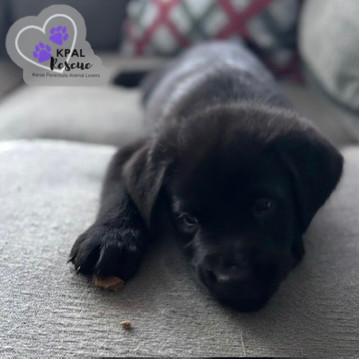 Torino - Classic Cars Litter, an adoptable Mixed Breed in Kenai, AK, 99611 | Photo Image 2