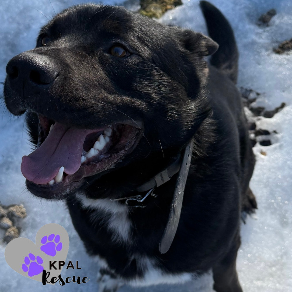 Cerbie, an adoptable Akita, Labrador Retriever in Kenai, AK, 99611 | Photo Image 1