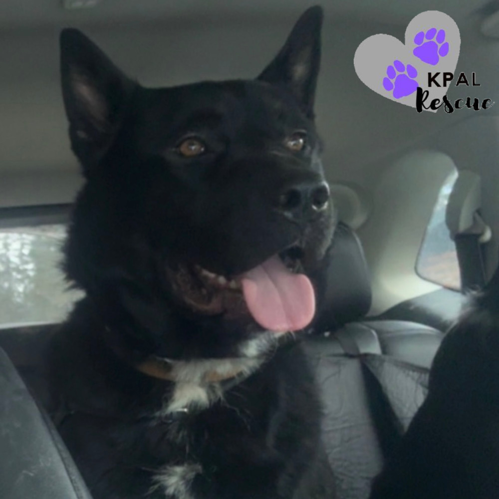 Cerbie, an adoptable Akita, Labrador Retriever in Kenai, AK, 99611 | Photo Image 2