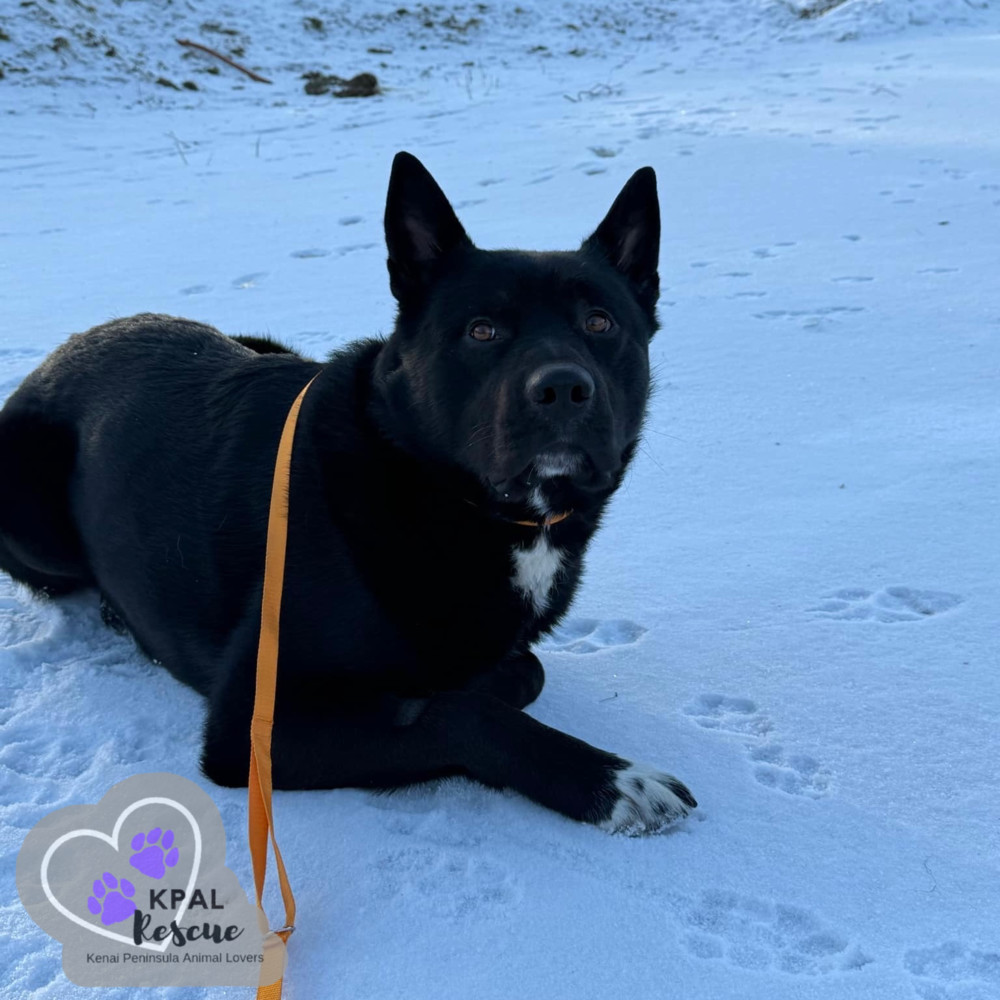 Cerbie, an adoptable Akita, Labrador Retriever in Kenai, AK, 99611 | Photo Image 3