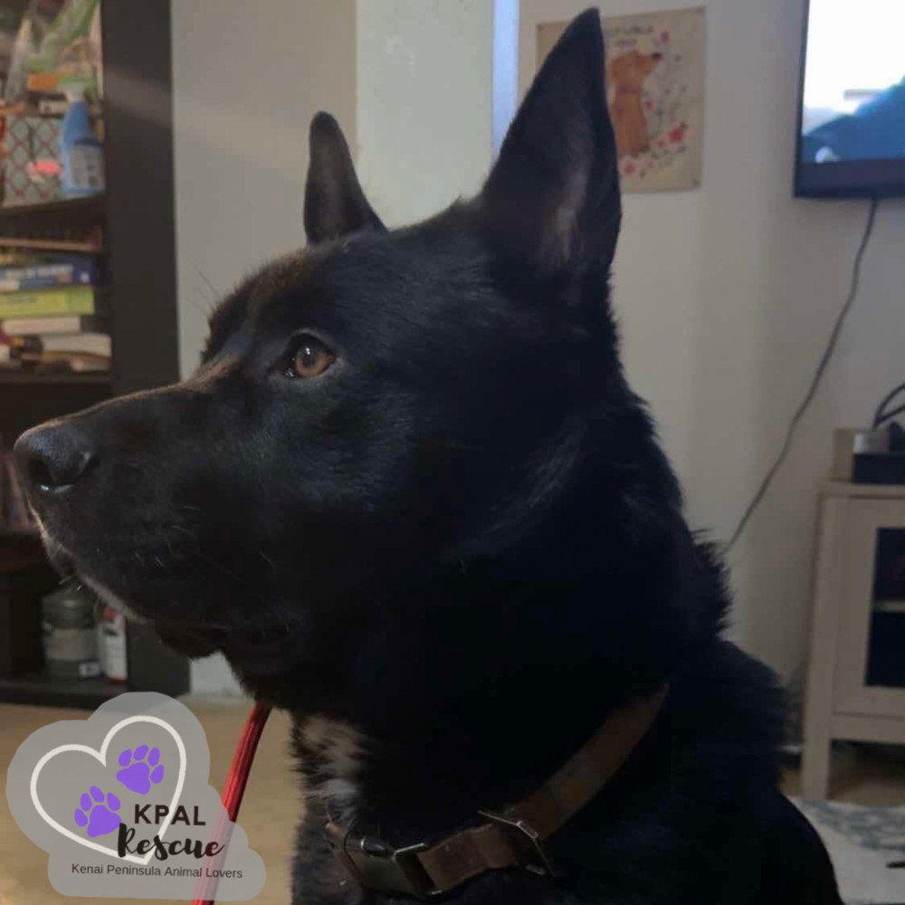 Cerbie, an adoptable Akita, Labrador Retriever in Kenai, AK, 99611 | Photo Image 4