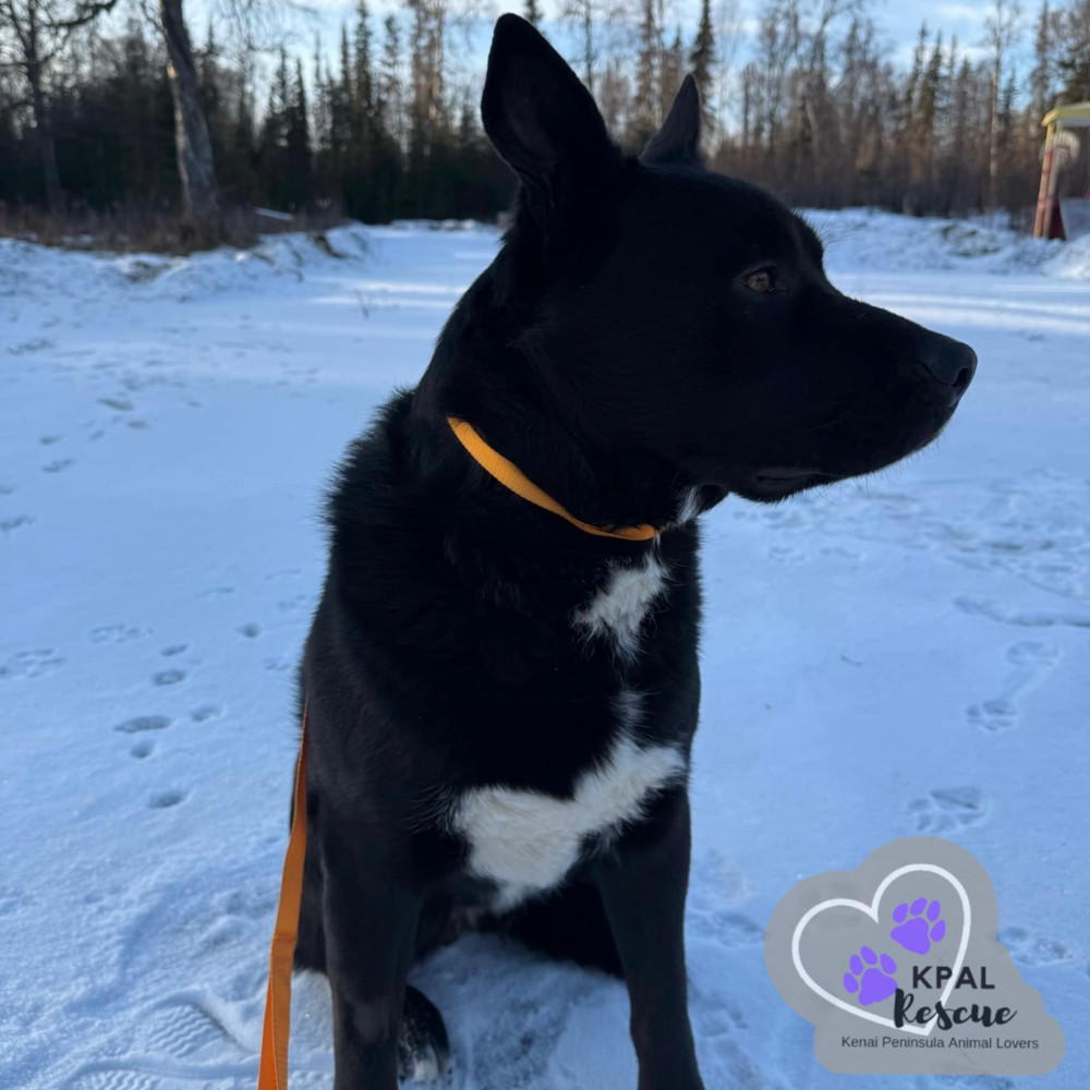 Cerbie, an adoptable Akita, Labrador Retriever in Kenai, AK, 99611 | Photo Image 5