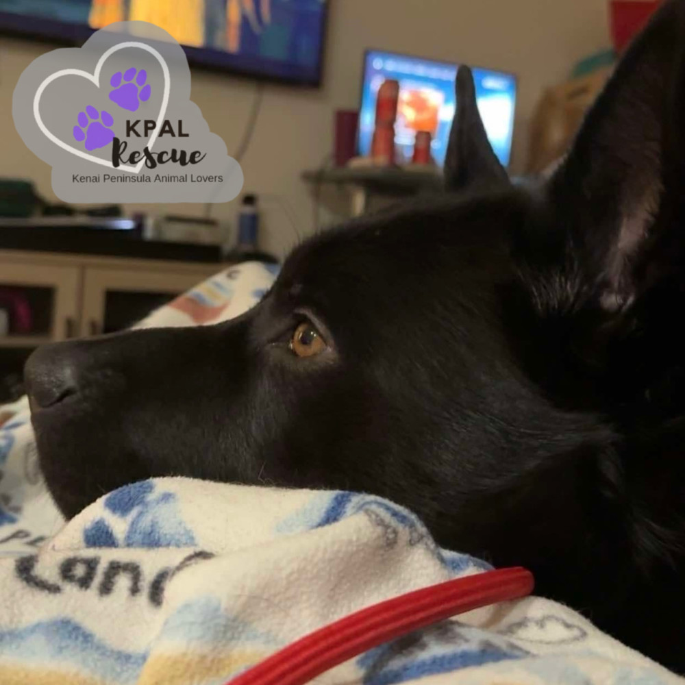 Cerbie, an adoptable Akita, Labrador Retriever in Kenai, AK, 99611 | Photo Image 6