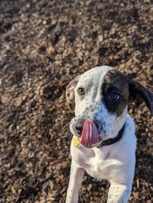 Hi there-Im Fiona Im a spunky 40-pound girl with a beautiful white coat accented by cute brown ma