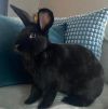 Blueberry photo 1