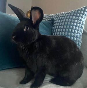 Blueberry, Young Female New Zealand