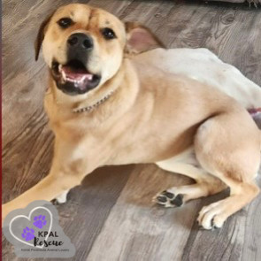 Blossom, an adoptable Mixed Breed in Kenai, AK, 99611 | Photo Image 2
